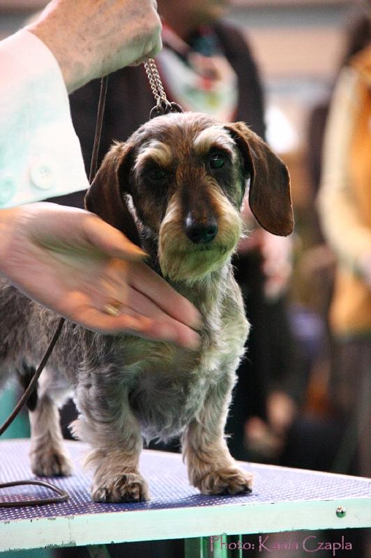 Crufts2011_2 1471.jpg